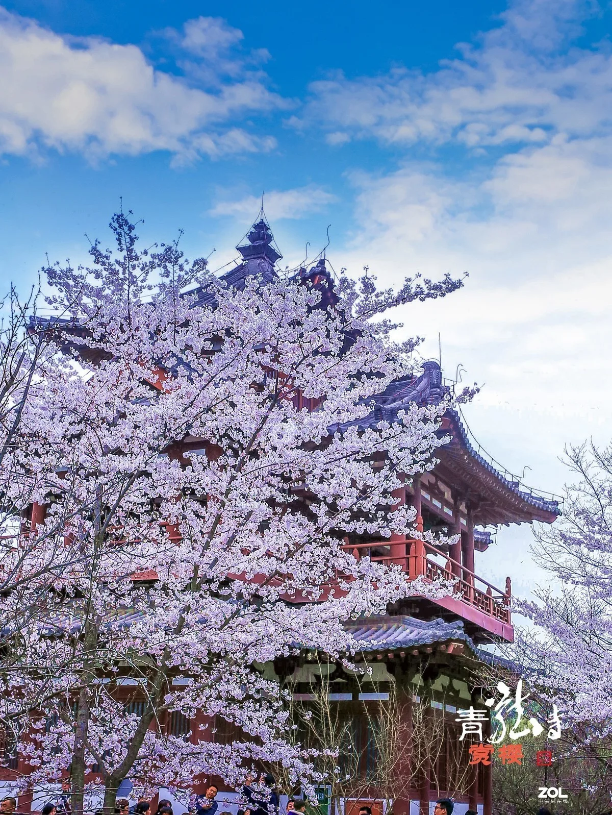 青龙寺樱花