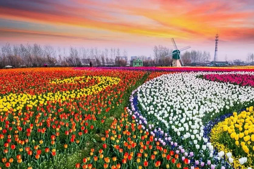 三圣花乡实景(3)
