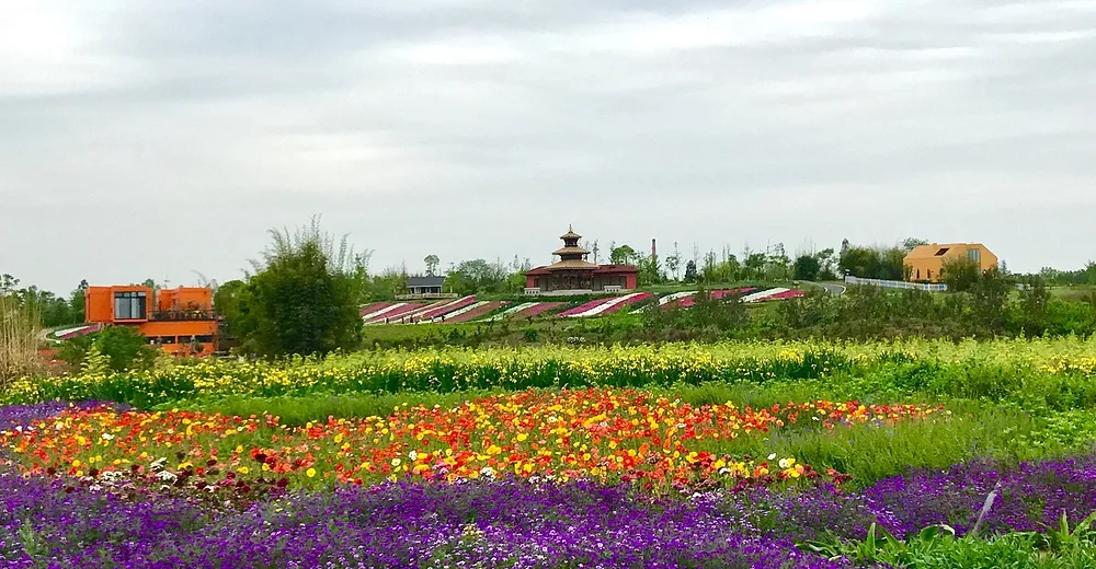 蔚然花海实景(4)