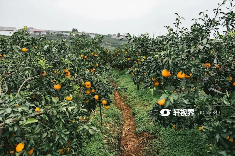 天府橘乡实景(2)