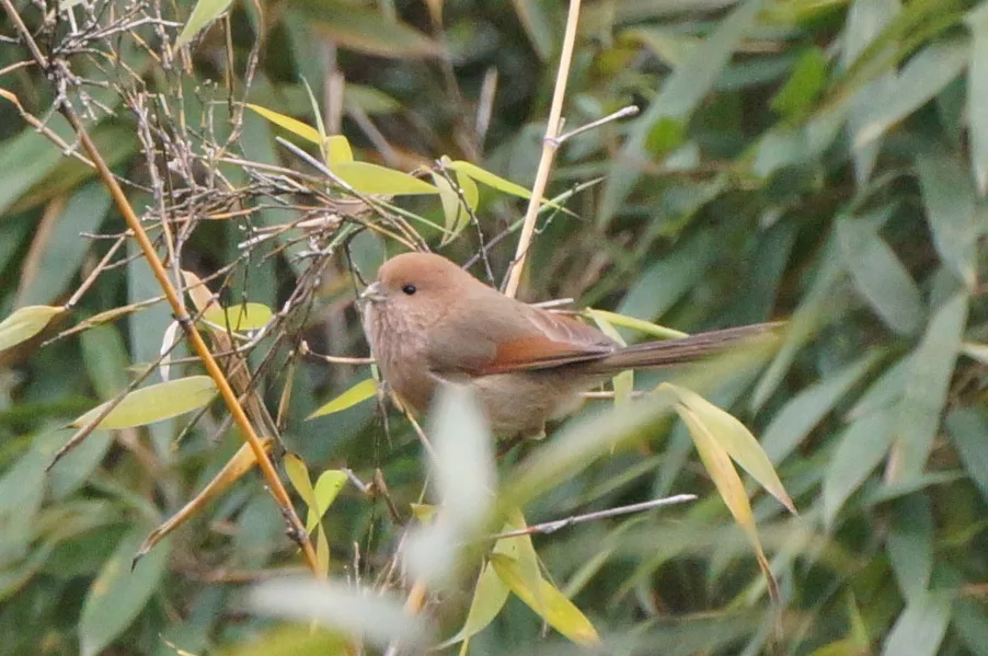 2016-12-28 Suthora webbiana webbiana, Shanghai, China 1