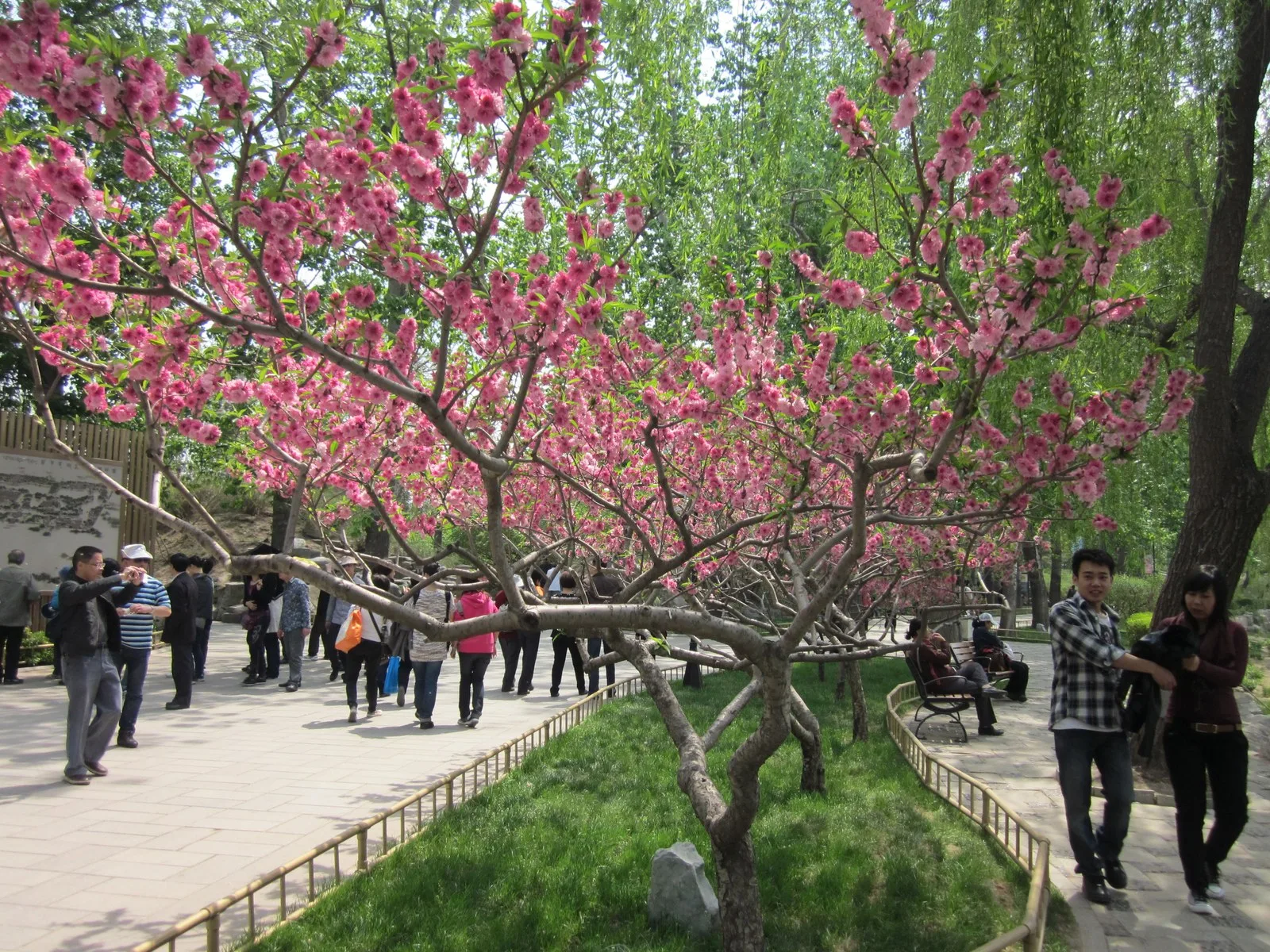 圆明园桃花