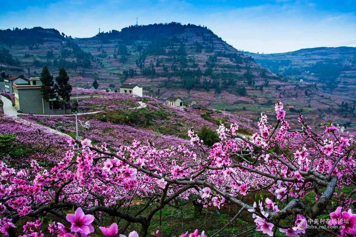 桃花故里实景(3)
