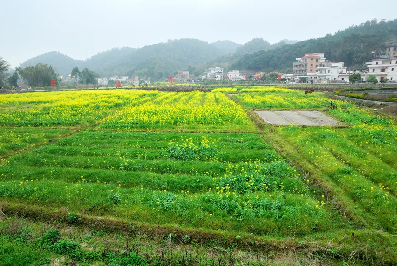 广州最美乡村—红山村 - panoramio (41)