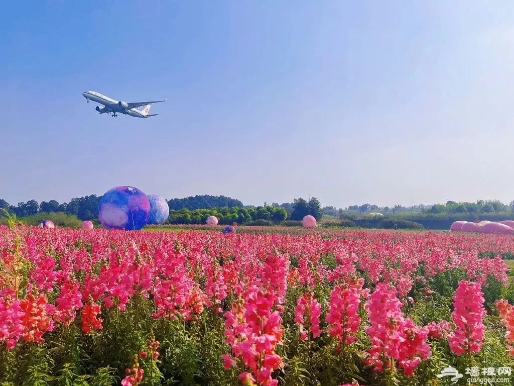 空港花田景区介绍