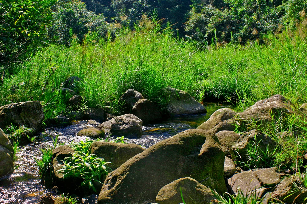 石门国家森林公园Scenery in GhuangZhou, China - panoramio