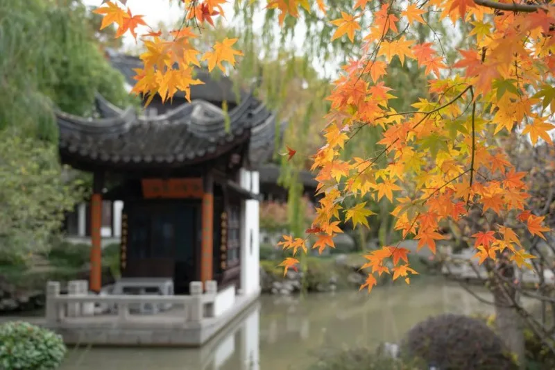 走进宏泰园,奔赴一场色彩斑斓的秋——上海热线HOT频道