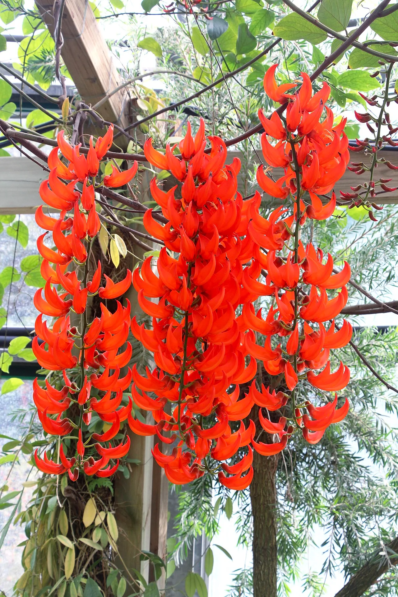Mucuna bennettii, South China National Botanical Garden 20251210-C