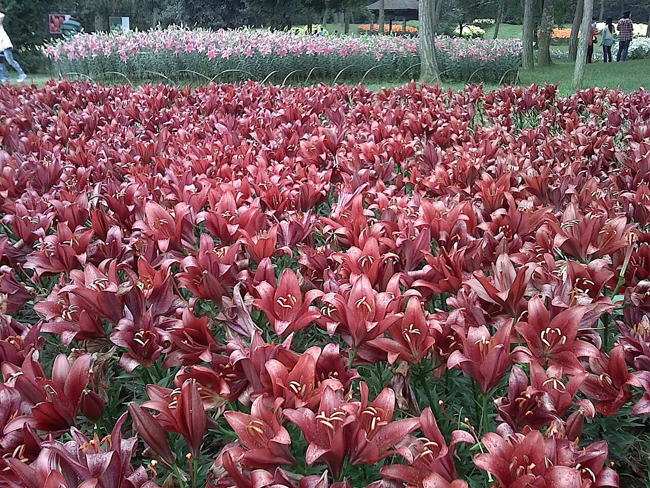 欧洲的春天 石象湖 20120930 刘祖赛 - panoramio (6)
