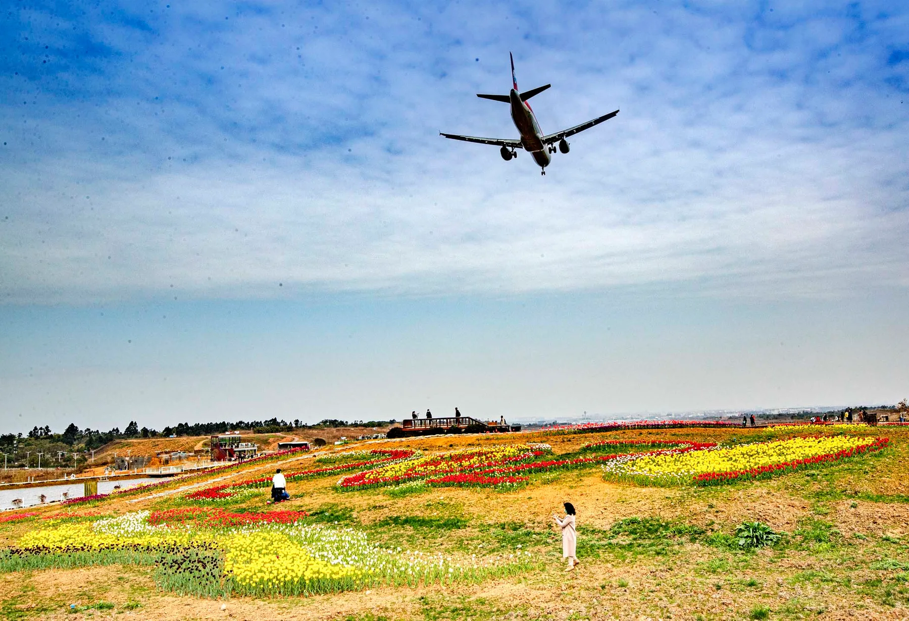 空港花田实景(2)