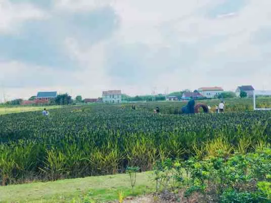 上海东禾九谷开心农场 百度百科