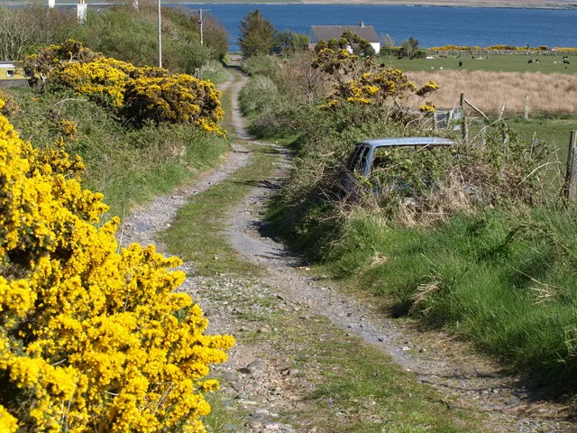 Gorse in flower near Port Charlotte - geograph.org.uk - 1860268