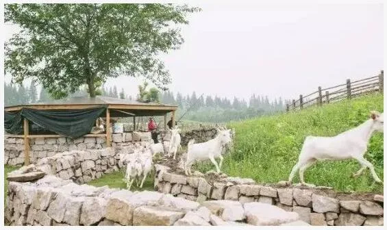 上海香朵开心农场为什么能够成功?(2) 现代农业产业规划 - 前瞻产业研究院